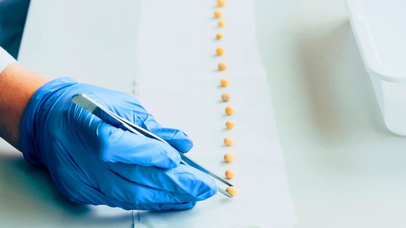     Исследование семян Алтайский филиал Центра оценки качества зерна