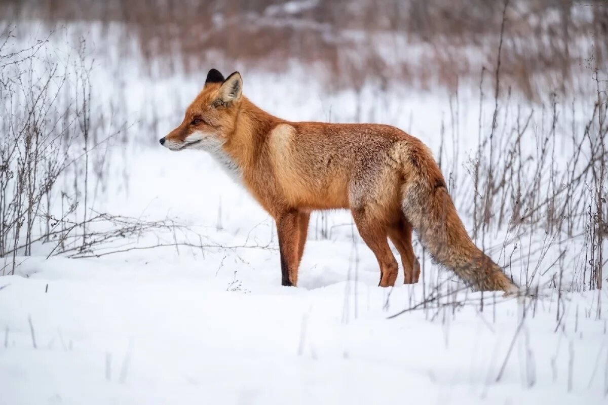   Рыжая гостья в кадре: астраханец устроил зимнюю фотосессию для лесной лисы