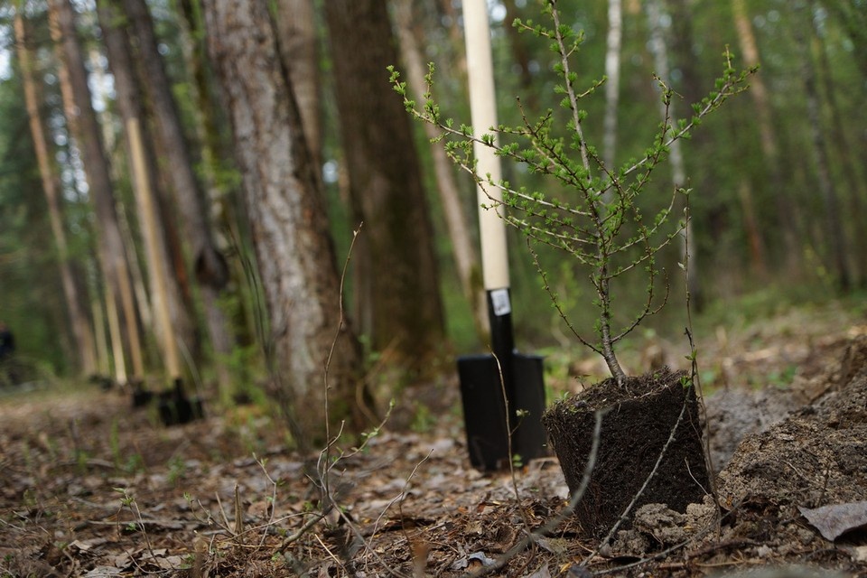    В Новосибирской области проверили посадочный материал для восстановление лесов. Алексей БУЛАТОВ