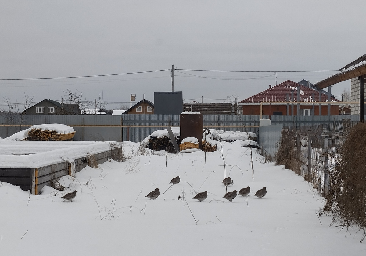 Дикие куропатки