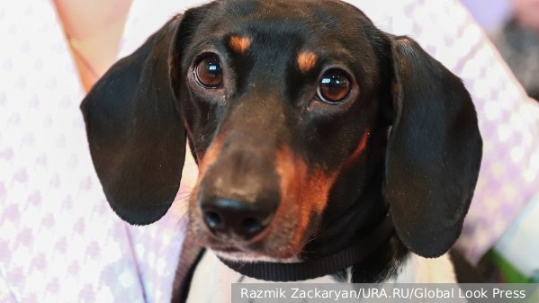     Фото: Razmik Zackaryan/URA.RU/Global Look Press    
 Текст: Катерина Туманова