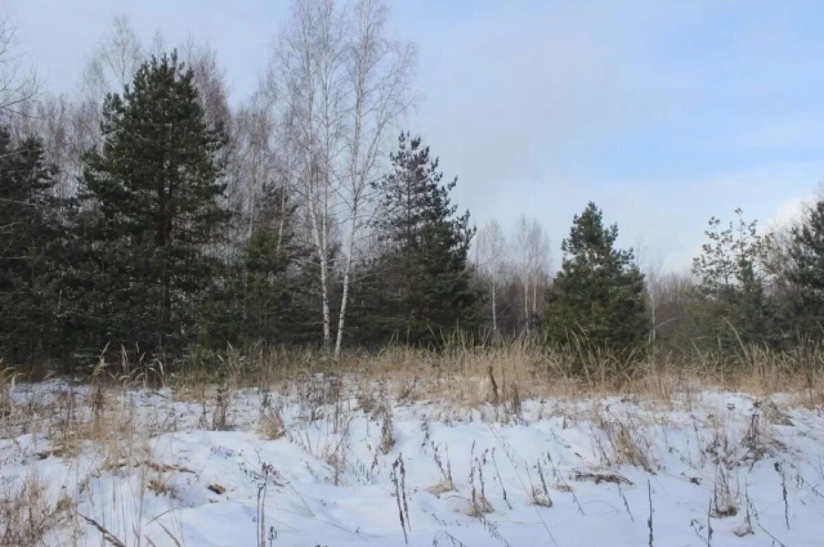    Незаконную рубку леса пресекли в национальном парке Бурятии