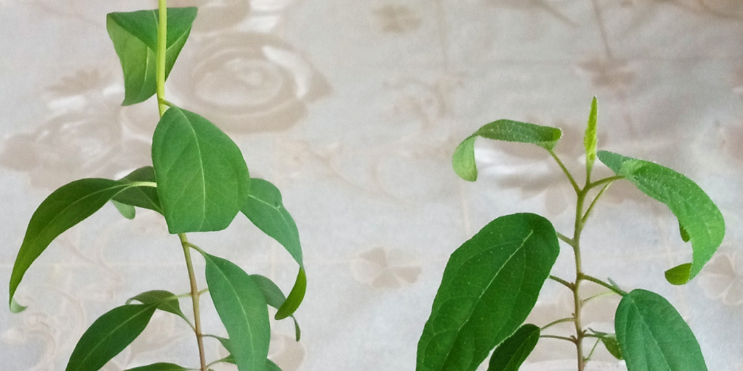 Эвкалипты. Как я их вырастила и чем они отличаются?