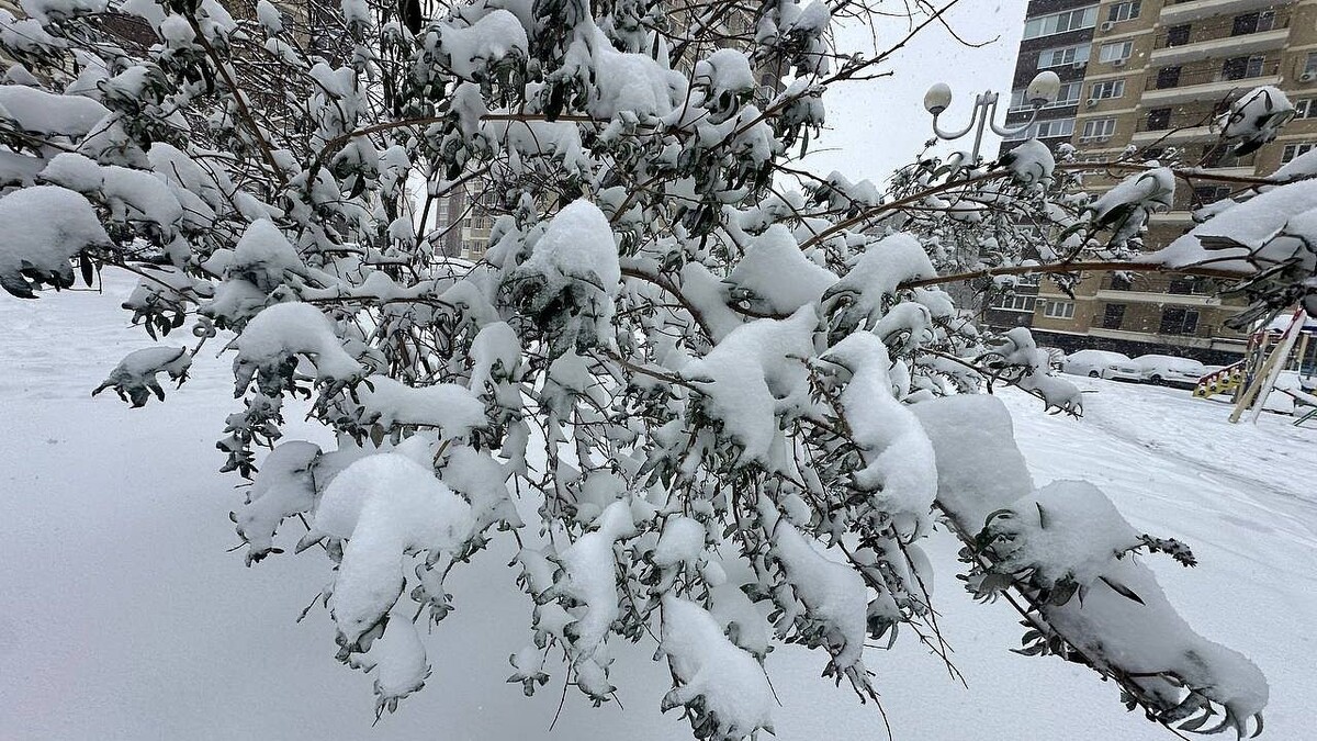    Фото: телеканал «Краснодар»