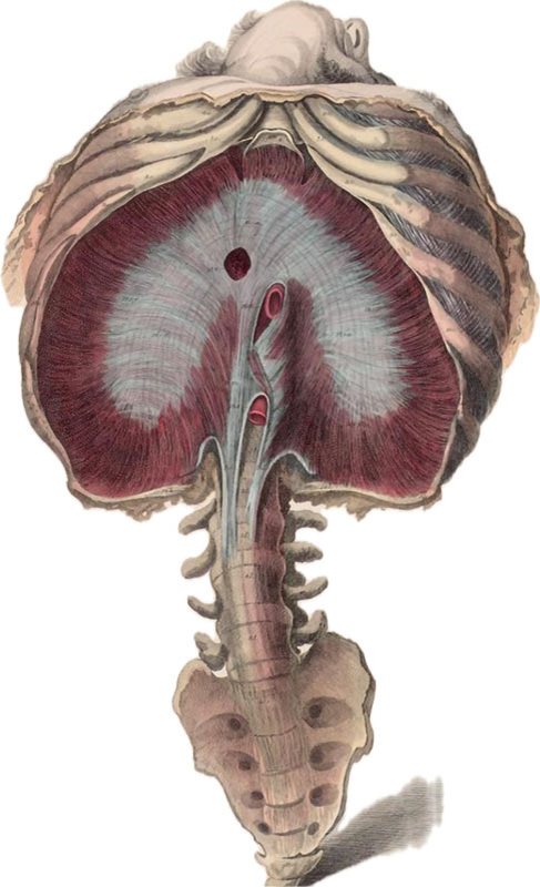 Органы дыхания представлены различными структурами, каждая из которых выполняет свою уникальную функцию. Начнём с начала. Вдыхаемый воздух проходит через носовую полость, где очищается и увлажняется, затем поступает в гортань и трахею, после чего разделяется на два бронха, ведущих к лёгким. В лёгких происходит обмен газов: кислород из воздуха попадает в кровь, а углекислый газ выводится из организма. Этот процесс обеспечивает все клетки организма необходимыми веществами для их нормального функционирования, осуществляя тканевой газообмен. Процесс поступления воздуха в лёгкие связан с работой целой системы дыхательных мышц, важнейшей из которой является диафрагмальная. Сокращение диафрагмы приводит к расширению грудной клетки, созданию мощного отрицательного давления в плевральной полости, наполнению альвеол легких воздухом.