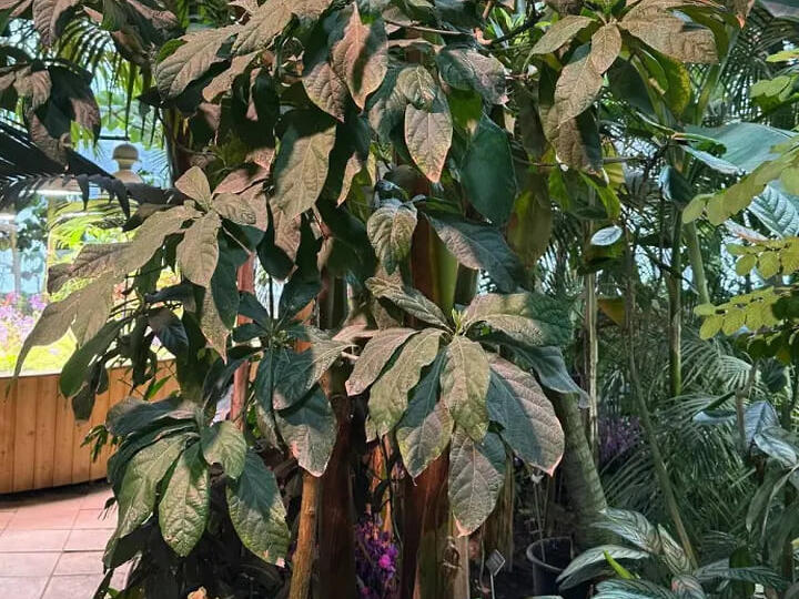 В Аптекарском огороде впервые в XXI веке зацвело авокадо