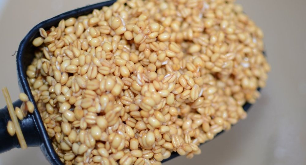 Как приготовить зёрна пшеницы для ловли рыбы.