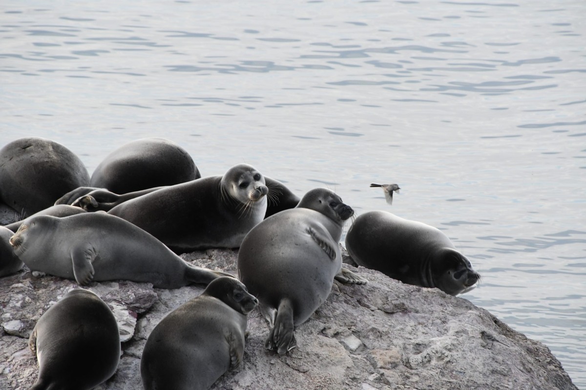 Фото: ИПЭЭ РАН