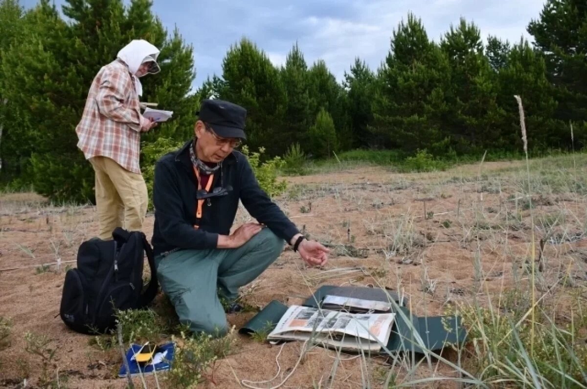    Учёные нашли 14 видов чужеродных растений на Байкале