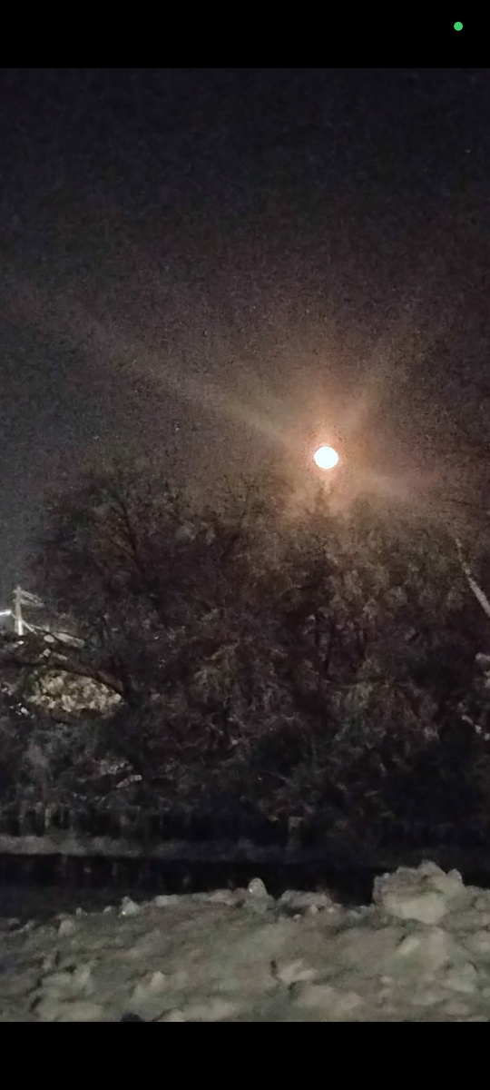 Сугробы полностью накрыли кусты войлочной вишни!