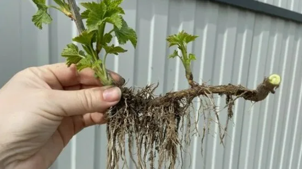 Когда пора прощаться со старым кустом смородины, а главное, как это делать правильно