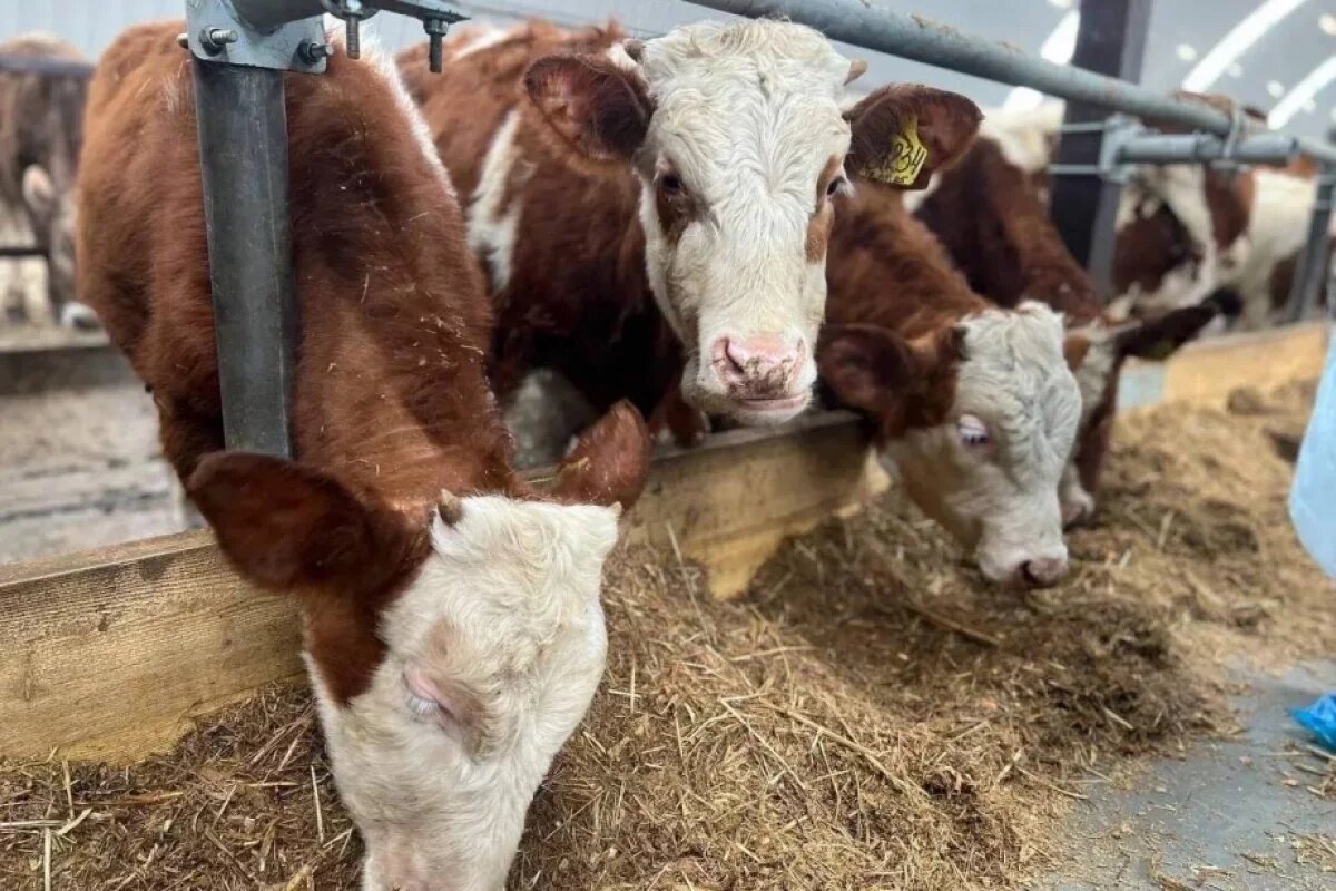    В Хабаровском районе фермер построил телятник на 200 голов благодаря гранту