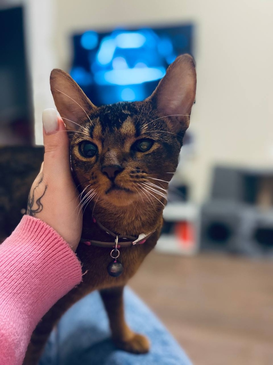 Утро начинается с её ритуала: она может бесконечно целоваться и тереться обо всех, даря свою нежность.