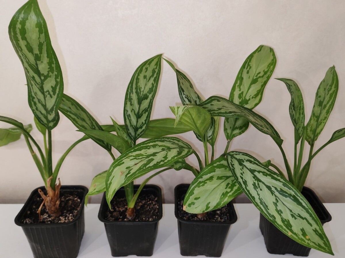 Фотография из интернета