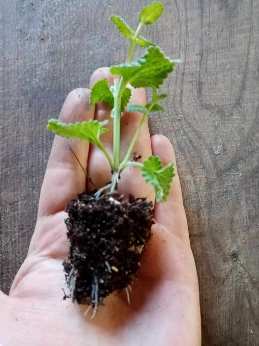 Котовник вырастил корешки через 4 дня.