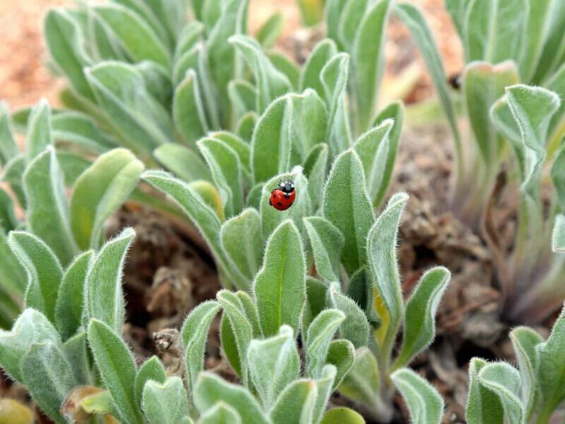 © Фото: архив Фонда «Озеро Байкал»
