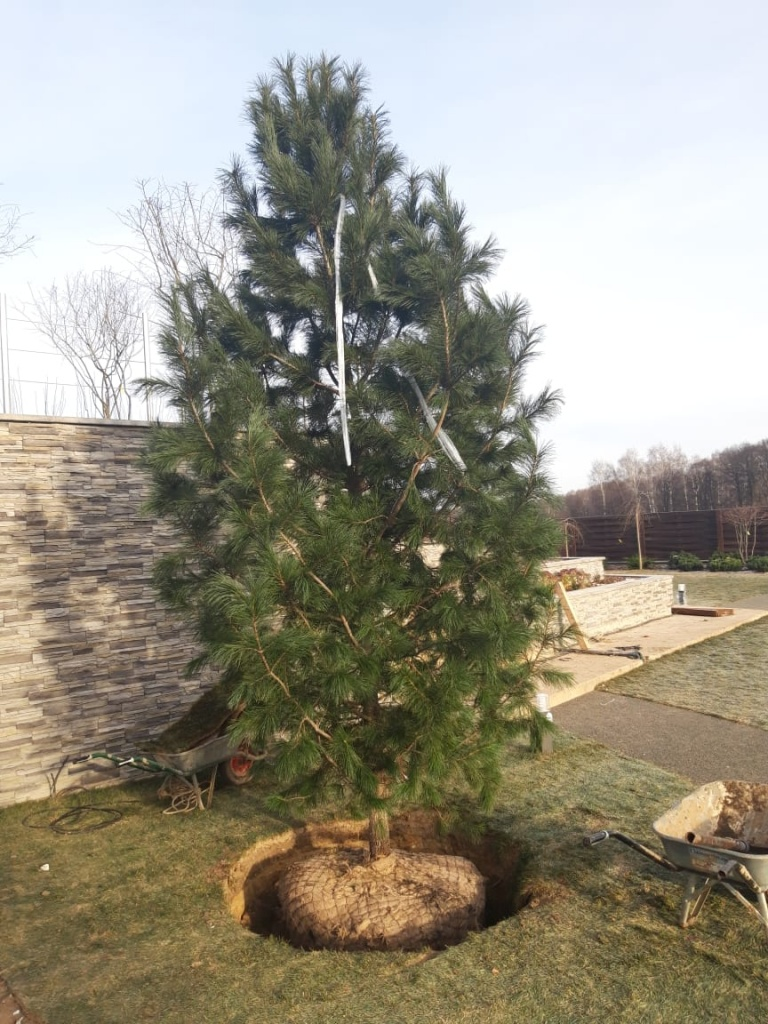 Свежая посадка кедра сибирского 3,5 м в Новосибирске. Приживается на 100% с гарантией! 🌲 GreenSH