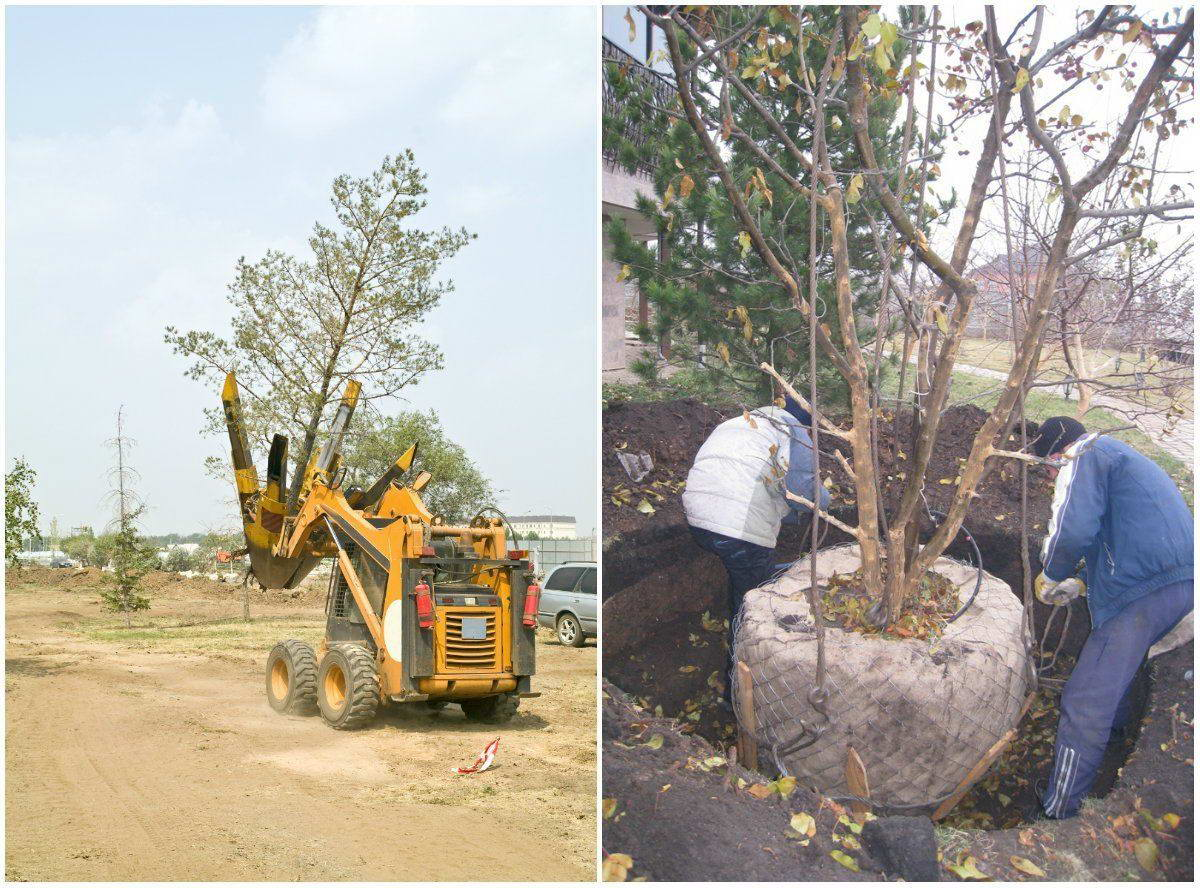 Посадка крупномера под ключ в Новосибирске: глубокая яма, дренаж, фиксация, толстая мульча. Готово к -40°! 🚜