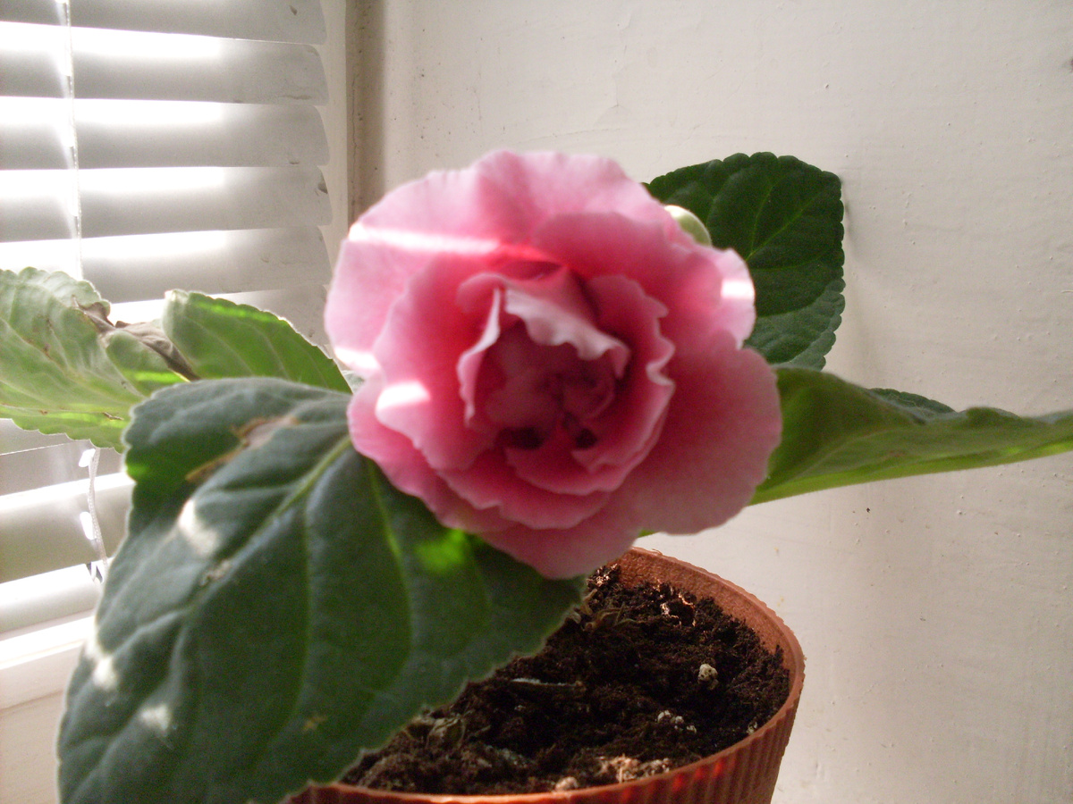 Глоксиния из семян