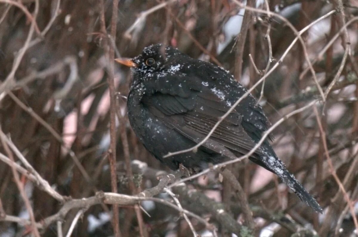    В Петербурге заметили семейство поющих черных дроздов