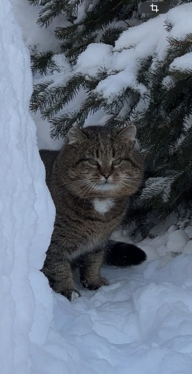Я приручила лесного кота и назвала его Барсиком 