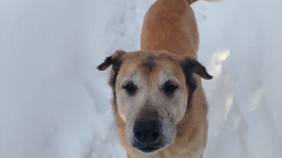 Очень нужны влажные корма 🙏