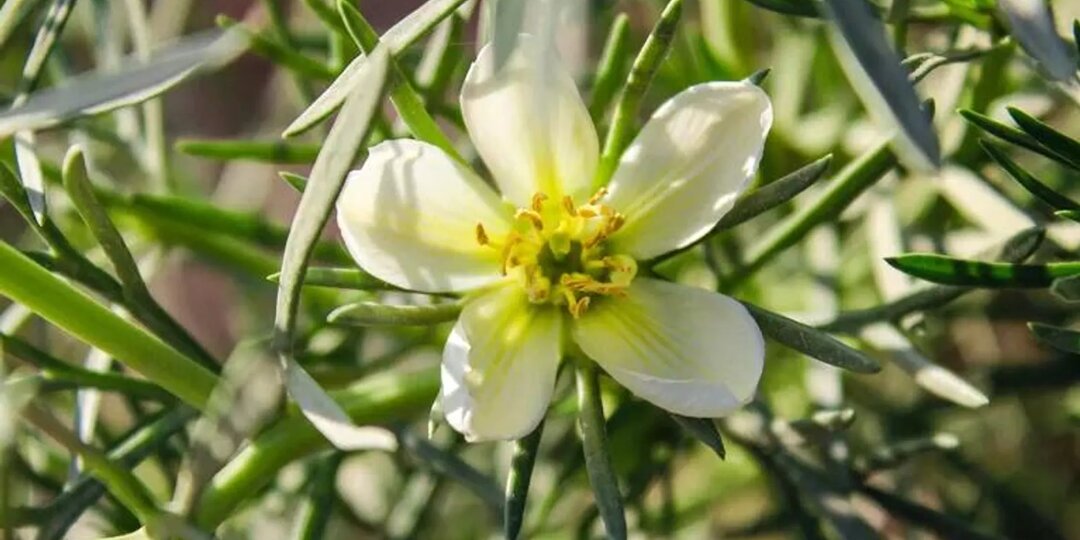 📌Адыраспан вне закона: казахстанцев предупредили, какие травы лучше не ввозить в Россию