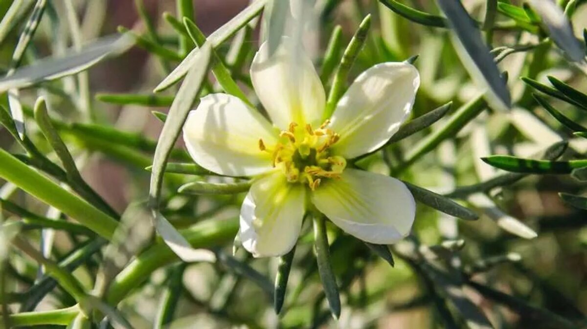 Гармала обыкновенная / © Getty Images / Getty Images / Irina Ivanova