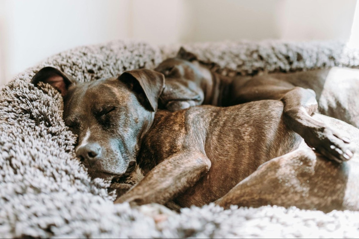    В приюте используют спокойную классическую музыку для снижения тревоги у питомцев