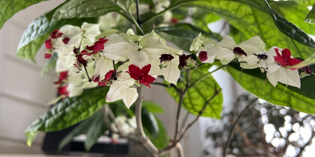 Клеродендрум: красивоцветущее комнатное растение