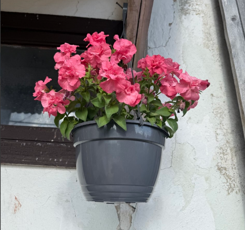 Это тоже моя петуния, просто я забыла как называется сорт, поэтому могу описать его только картинкой. Самое главное с ним было - удалять цветки и это было его обязательным требованием. 