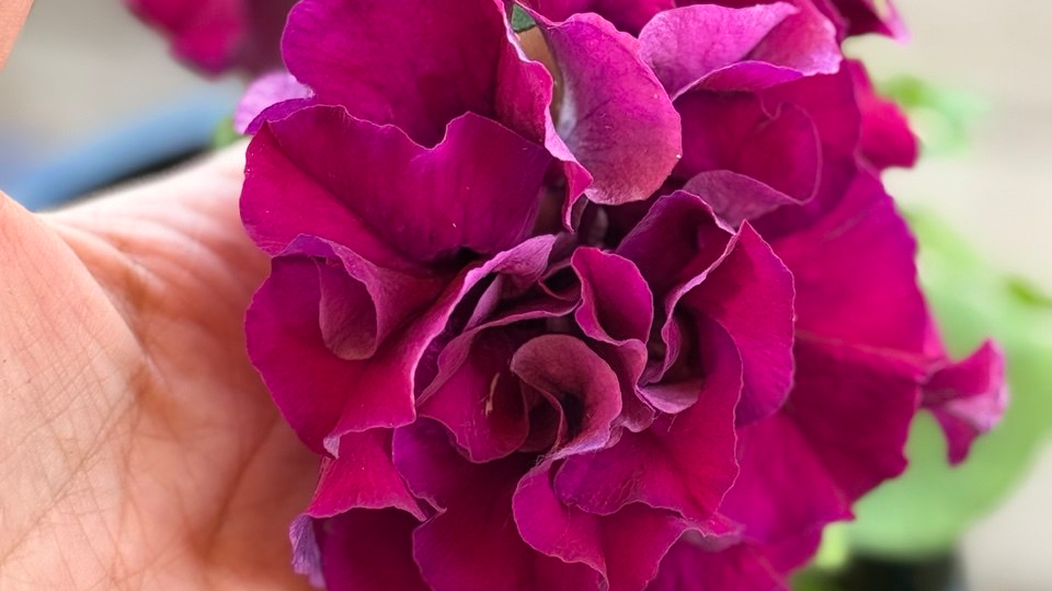 Петуния как розы: крупные и роскошные гибриды из семян