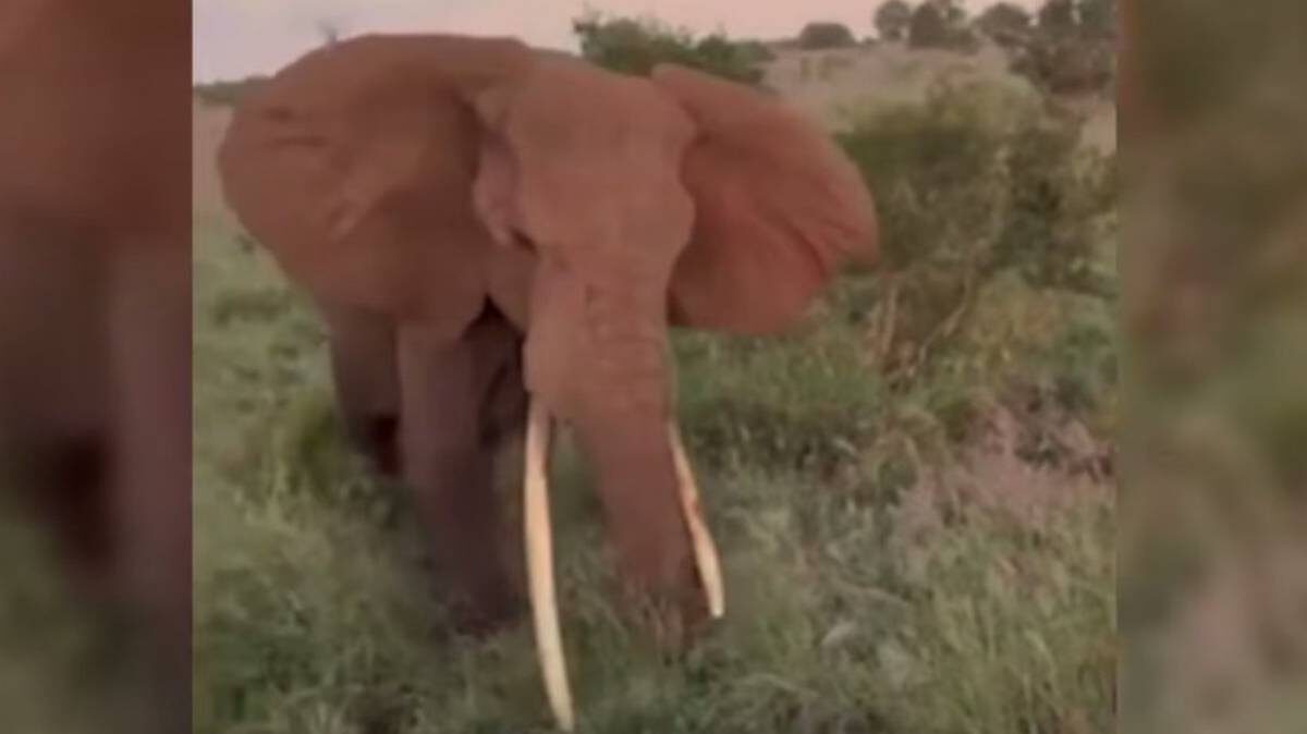    Фото: скриншот / The Sun