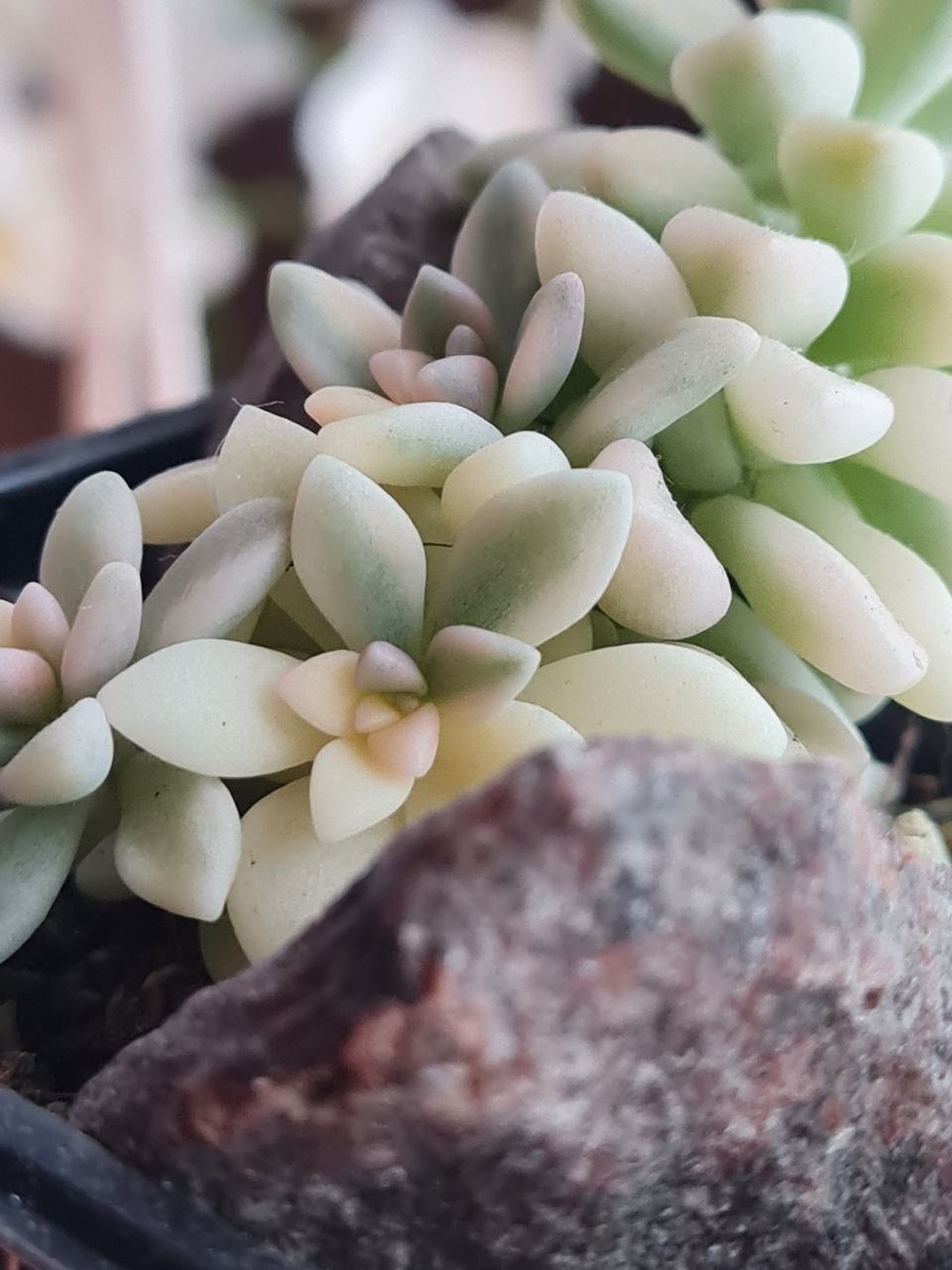 Graptopetalum Mirinae Variegatum. Sunny kid | Succulent