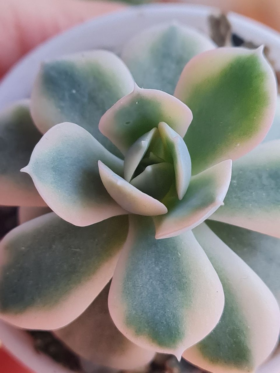 Echeveria Akaihosi Variegated. Sunny kid | Succulent