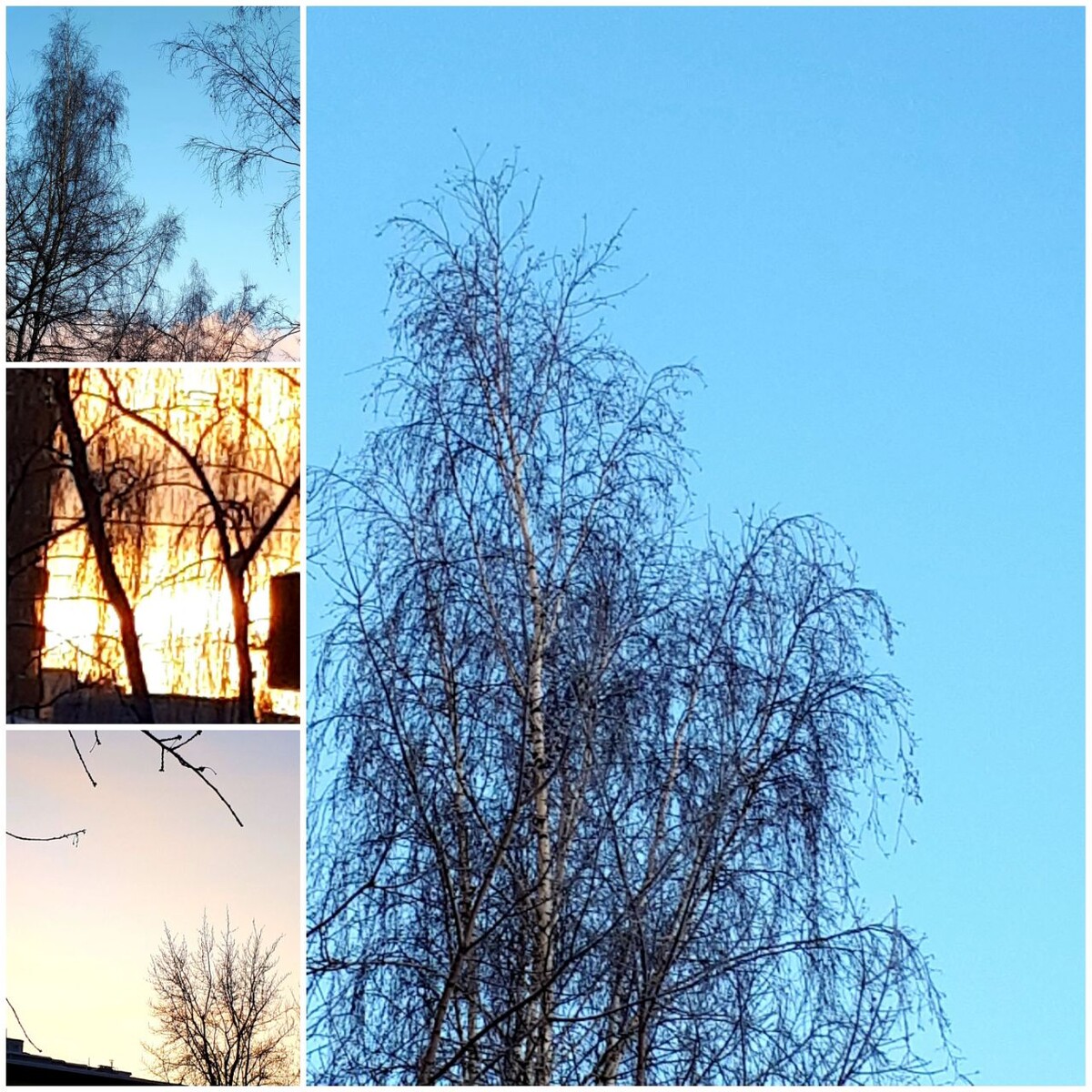 Коллаж автора статьи 05.02.2026г.