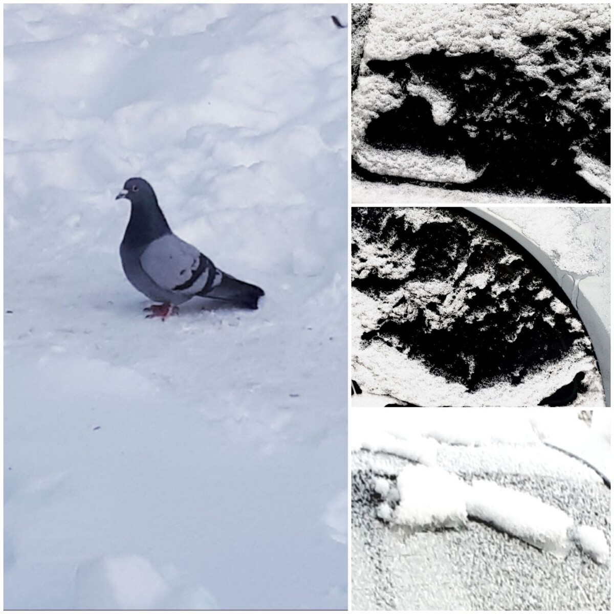 Коллаж автора статьи 05.02.2026г.