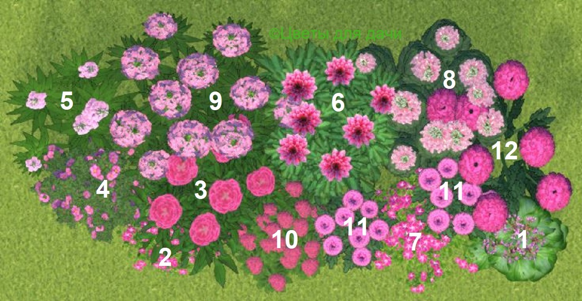 Схема розовой клумбы | Создано автором в 3Д программе