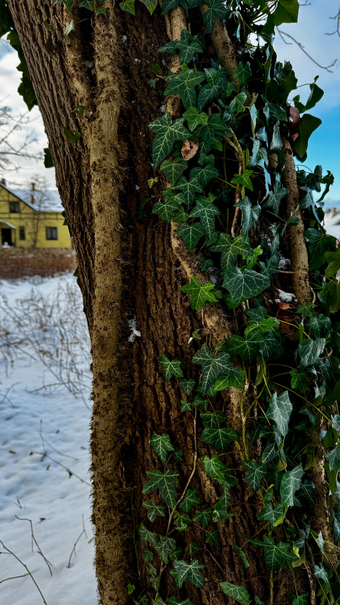 Вечнозеленый плющ на кладбище как символ вечной жизни. Фото автора.