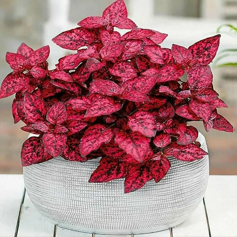 Вид цветка. Фото из открытых источников