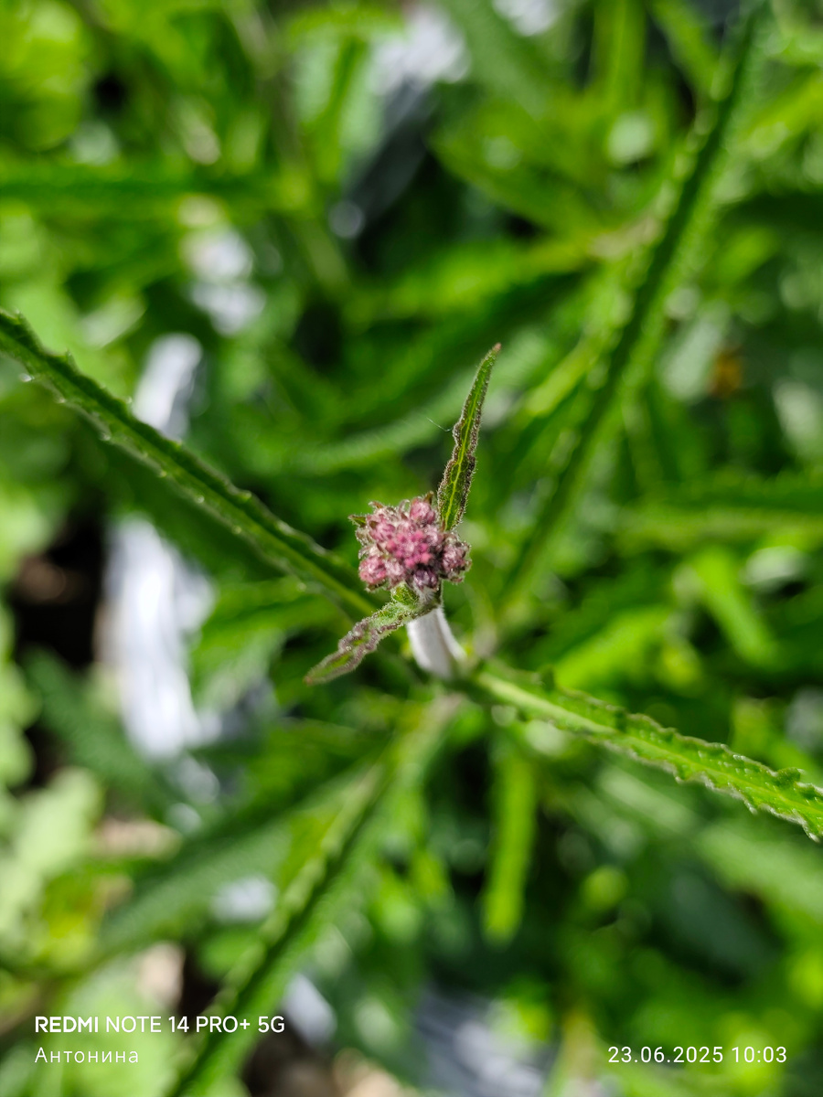 Соцветия вербены бонарской цветут до самых заморозков, это растение даёт максимальную декоративность в саду. Конец июня.