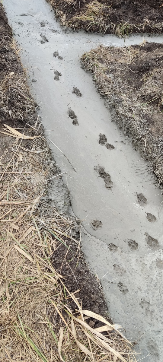 Это важнее любого ГОСТа. Это знак качества 🐾