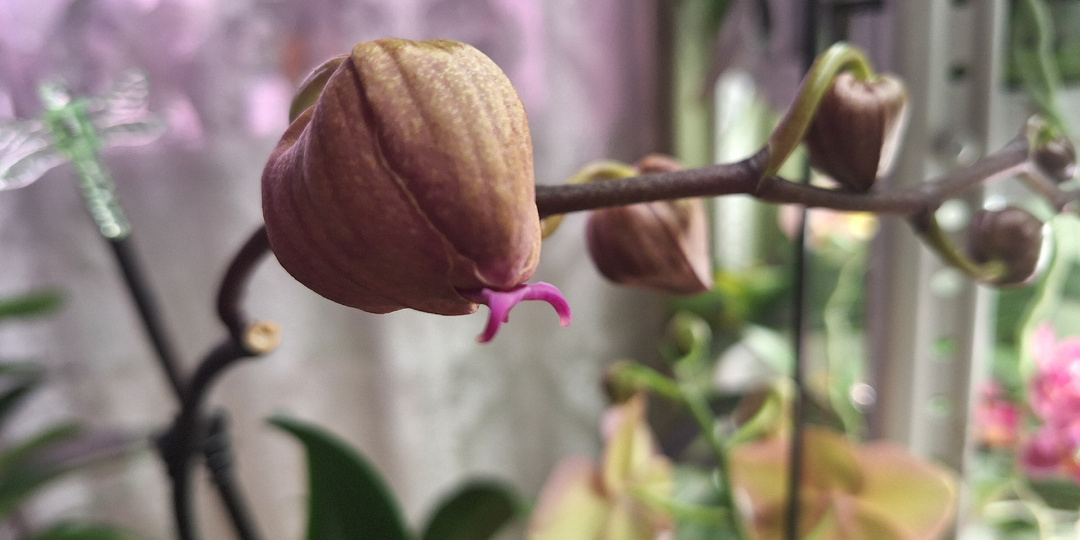 Обалденная Орхидея зацветает! Но что за странный бутон?