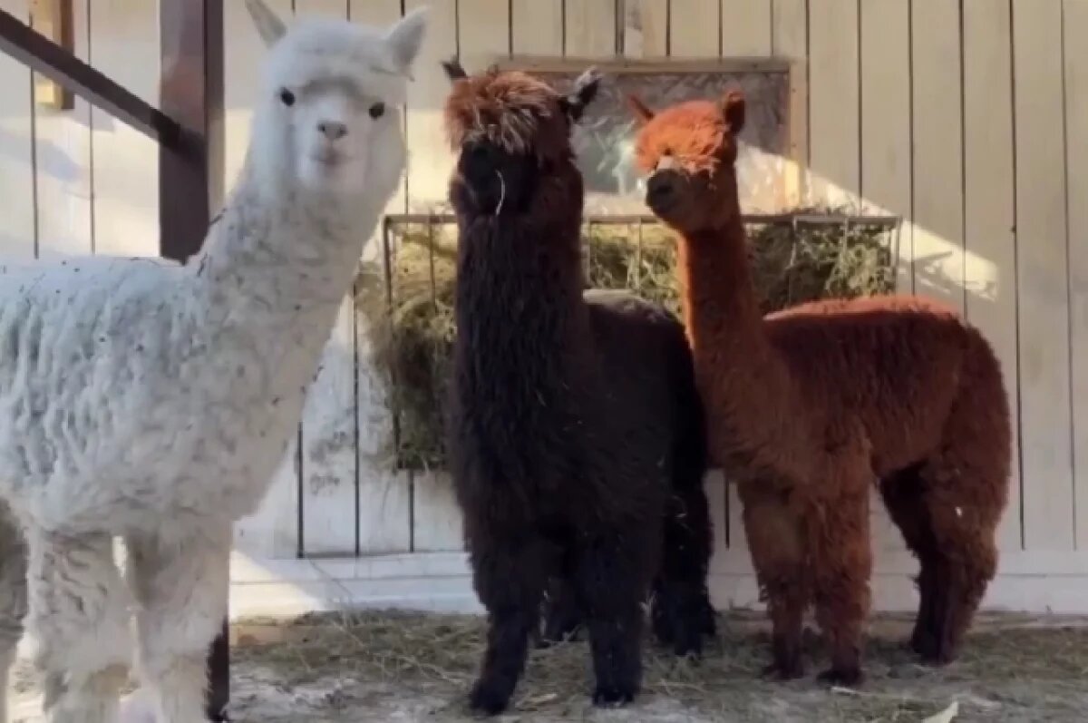    Грациозные альпаки из солнечной Чили ищут имена в Хабаровске