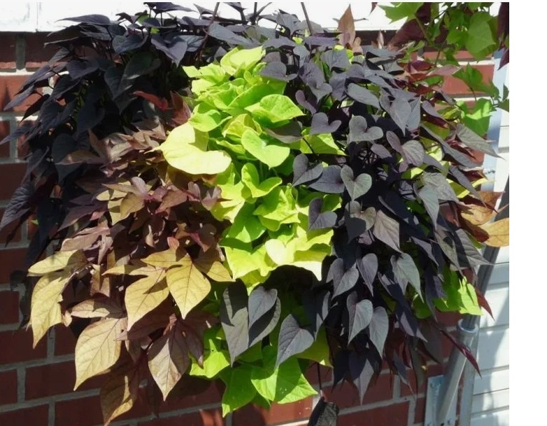 Ипомея батат