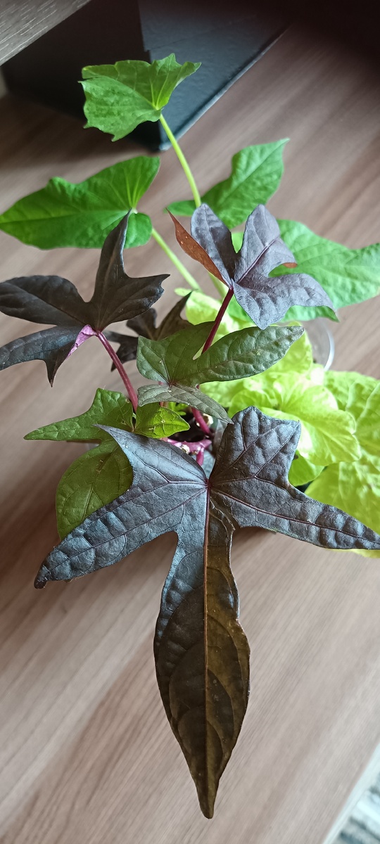 Саженцы Ипомеи батат