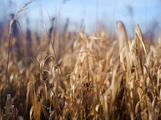    Озимые культуры // Фото с сайта https://www.freepik.com/