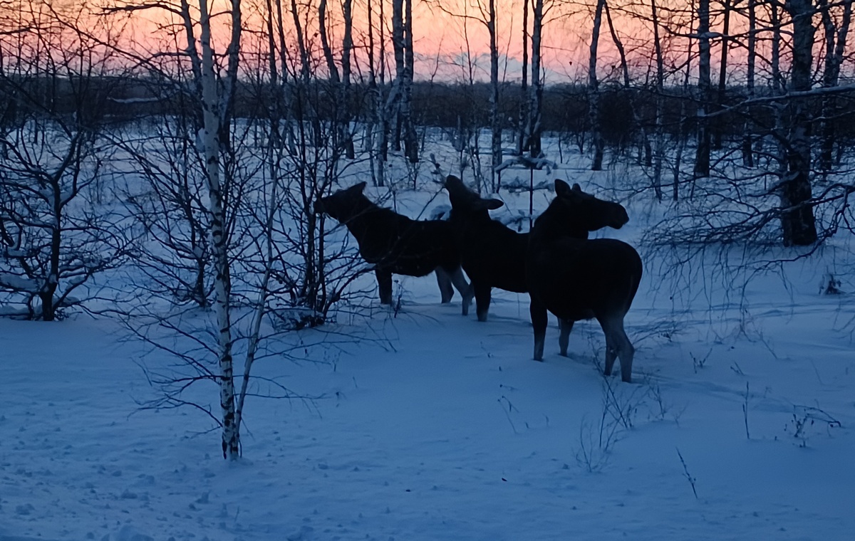    Три лося вышли к дороге в Рязанской области и не испугались человека. Фото: ИД «Пресса»