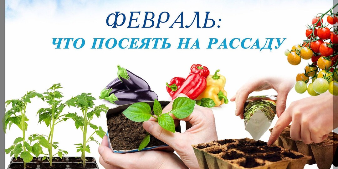 Февраль — время первых посевов: что из цветочных и овощных культур можно посеять в феврале