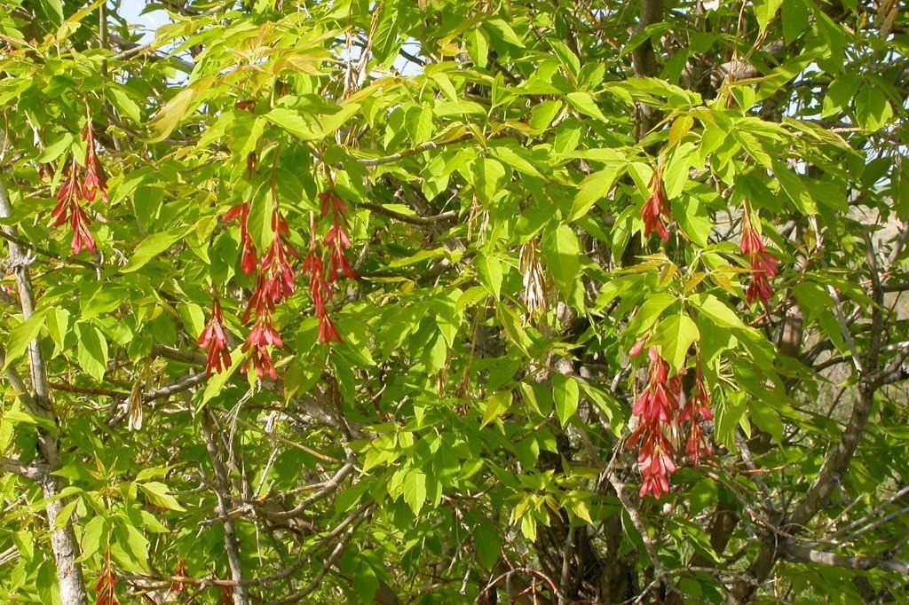    Фото © Wikipedia / Matt Lavin